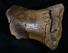 Theropod Metatarsal (Toe Bone) - Two Medicine Formation #13891-2